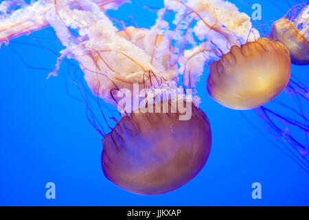 Jelly fishes piscine vers le bas Banque D'Images