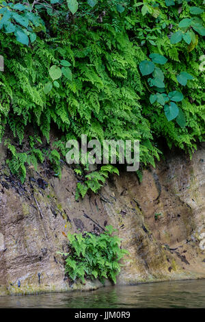 MAIDENHAIR FERNS à la cascade de SALTO DE CABURNI situé à l'Topes de Collantes dans les montagnes de la sierra del Escambray - CUBA Banque D'Images