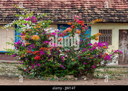Bougainvilliers en fleurs dans une place avec le style traditionnel Espagnol - Trinidad, Cuba Banque D'Images