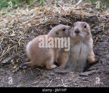 Black-Tailed Chien de prairie (Cynomys ludovicianus) adulte et l'enfant à l'entrée du terrier Banque D'Images
