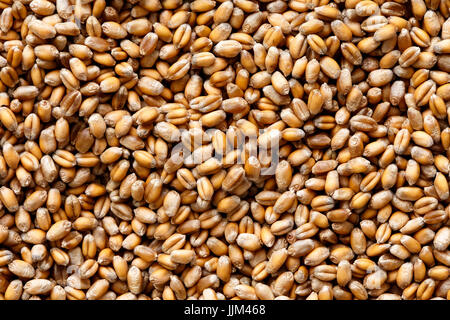 Arrière-plan de grains de blé d'hiver. Banque D'Images