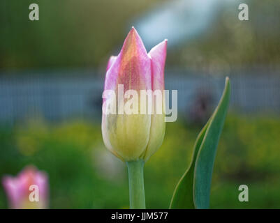 Printemps Tulipe pourpre dans le jardin par une journée ensoleillée, la Russie Banque D'Images