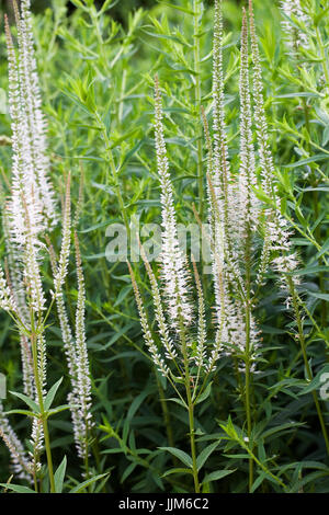 Veronicastrum virginicum 'Album' fleurs. Banque D'Images