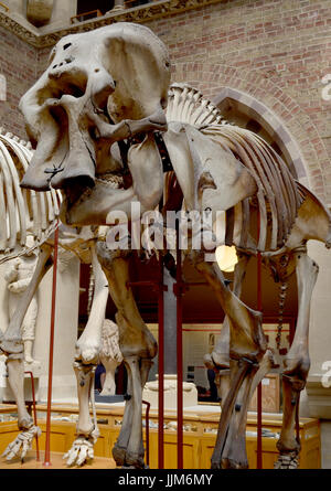 Des squelettes d'éléphants, Musée d'Histoire Naturelle d'Oxford, Angleterre, Royaume-Uni Banque D'Images