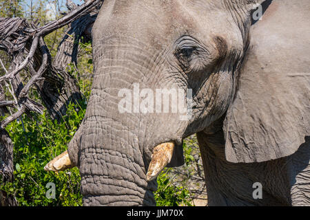 L'éléphant au parc national d'Etosha, Namibie, Afrique Banque D'Images