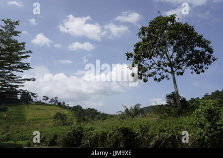 Paysage campagne tropicale en Malaisie Banque D'Images