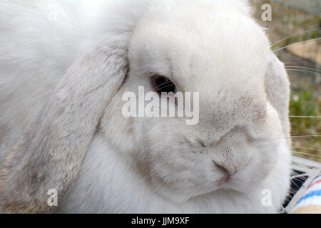 Portrait de race mélangée lapin Banque D'Images