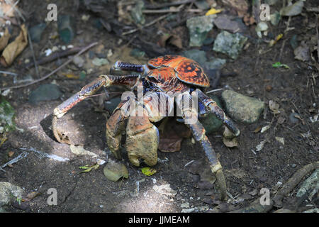 Un seul crabe voleur, ou des crabes de cocotiers, sur l'île de Noël - un territoire australien dans l'Océan Indien Banque D'Images