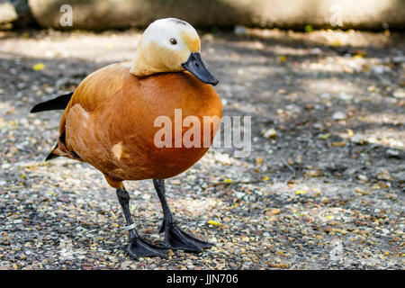 Canard Ruddy Shelduck Banque D'Images