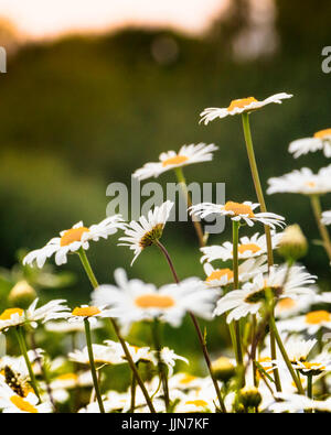 Groupe de fleurs Daisy blanc Banque D'Images