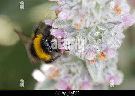 Bumblebee, Bombus terrestris, l'alimentation à partir des fleurs de l'oreille d'agneau, Stachys byzantina, une plante très attractive pour les insectes, Juillet Banque D'Images