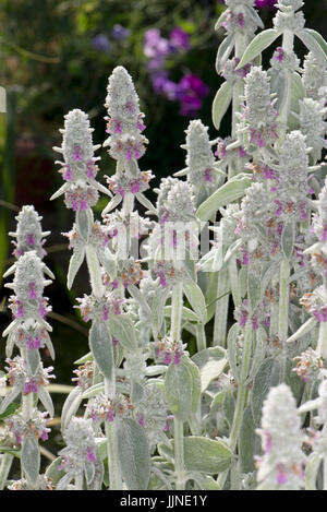 Le chénopode ou oreille hedgenettle laineux, Stachys byzantina, un insecte très attirant en fleurs plante jardin ornemental, Berkshire, Juillet Banque D'Images