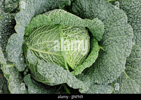 / Chou (Brassica oleracea var. sabauda) | Wirsing / (Brassica oleracea var. sabauda) / Wirsingkraut, Savoyer Kohl Banque D'Images