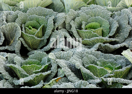 / Chou (Brassica oleracea var. sabauda) | Wirsing / (Brassica oleracea var. sabauda) / Wirsingkraut, Savoyer Kohl Banque D'Images