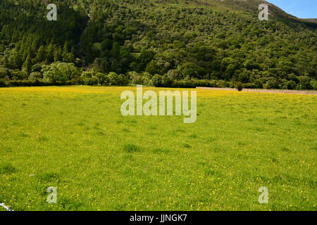 Ranunculus bulbosus renoncule (fleur) dans le Var à Meadow Lake District Cumbria England Banque D'Images