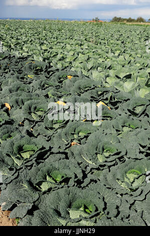 Champ avec chou et chou blanc, Rhénanie du Nord-Westphalie / (Brassica oleracea var. sabauda), (Brassica oleracea convar. capitata f. alba) Banque D'Images