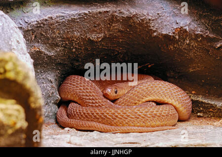 Manger des oeufs d'Afrique centrale / Serpent (Dasypeltis fasciata) / Serpent manger des oeufs | Gestreifte Eierschlange / (Dasypeltis fasciata) Banque D'Images