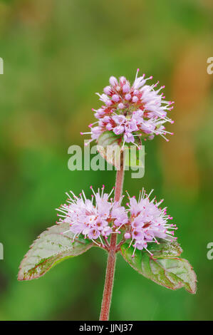 Menthe aquatique, Rhénanie du Nord-Westphalie, Allemagne / (Mentha aquatica) | Wasser-Minze, Nordrhein-Westfalen, Deutschland / (Mentha aquatica) Banque D'Images