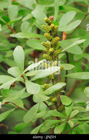 Le myrique baumier, bourgeons, Rhénanie du Nord-Westphalie, Allemagne / (Myrica gale) / Bog Myrtle | Gagelstrauch Bluetenknospen, Nordrhein-Westfalen, Deutschland, Banque D'Images