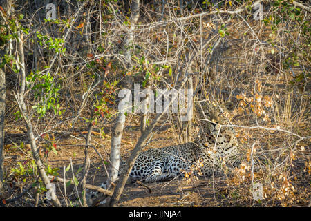 Leopard dans parc national de Yala, au Sri Lanka ; espèce Panthera pardus famille des Felidae Banque D'Images