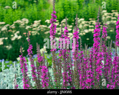 Lythrum virgatum 'Dropmore Purple' en bordure de jardin Banque D'Images