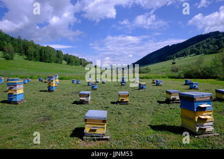 Pile de ruches en bois peint avec des abeilles actives dans la région montagneuse de ZES TRT 'Biruzovaya' Katun situé dans une région de l'Altaï en Sibérie occidentale, en Russie Banque D'Images