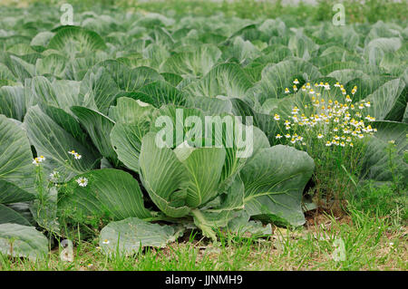 Choux blancs et parfumés Camomille / (Brassica oleracea convar. capitata f. alba), (Matricaria chamomilla, Matricaria recutita, Chamomilla recutita) Banque D'Images