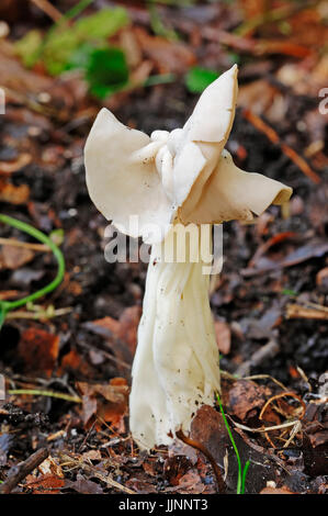 White Helvella, Rhénanie du Nord-Westphalie, Allemagne / (Helvella crispa) / White Saddle | Herbstlorchel, Nordrhein-Westfalen, Deutschland Banque D'Images