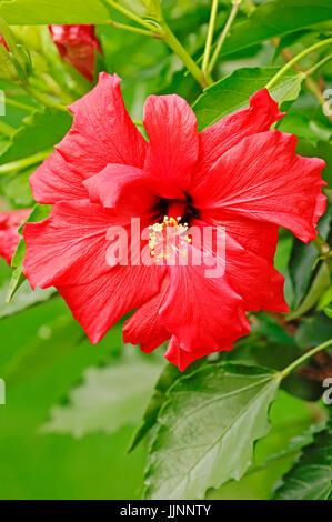 Chinese Hibiscus (Hibiscus / rosa-sinensis) / Chine Rose, Fleur Chaussures | Hibiskus / (Hibiscus rosa-sinensis) Banque D'Images