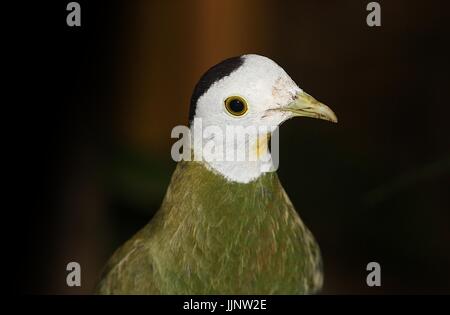 Asie du sud-est de sexe masculin à cou noir (Ptilinopus melanospilus). Banque D'Images