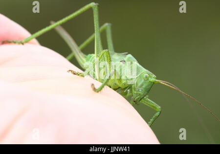 Les femmes Bush Green Cricket (Tettigonia cantans) sur ma main, montrant leur ovipositeur. Banque D'Images