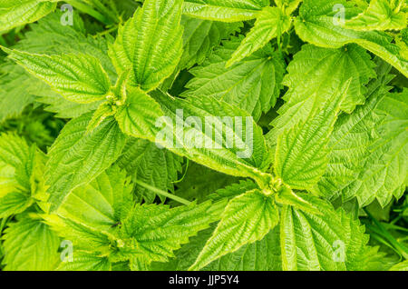 Belle ortie sauvage de printemps plantes pour la salade Banque D'Images