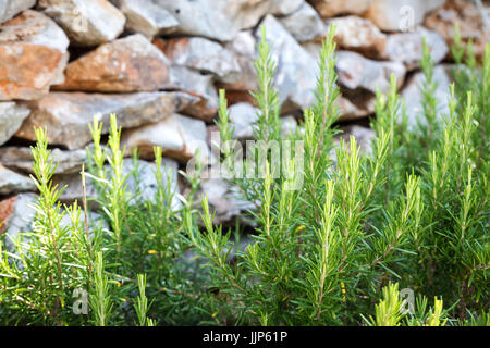 Romarin - herbes aromatiques pour la cuisine méditerranéenne caractéristique Banque D'Images