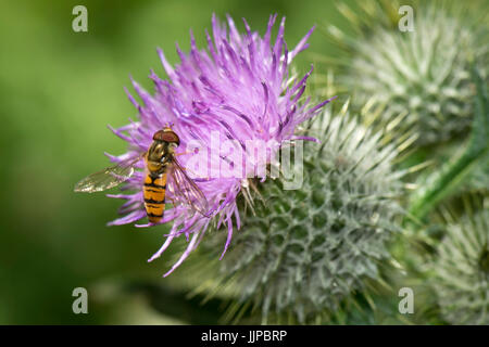 L'aéroglisseur de marmelade (Episyrphus balteatus) se nourrissant de la fleur pourpre d'un chardon de lance (Cirsium vulgare), Berkshire, juillet Banque D'Images