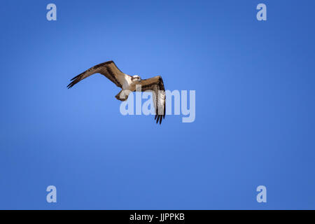 Un grand Osprey en vol au-dessus d'un lac dans la région de Oklahoma City Banque D'Images