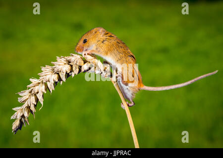 La récolte de blé de la souris" Banque D'Images