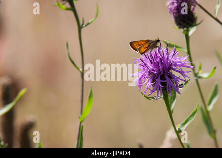 De superbes papillons rares qui se nourrit d'une purple thistle Banque D'Images