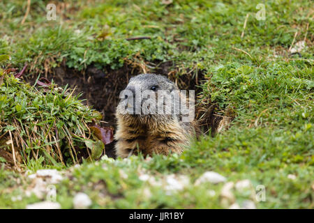 Une Marmotte très curieux de l'italien Dolomites Banque D'Images