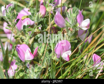 Common restharrow (Ononis repens) croissant sur des sols crayeux. Beachy Head, Eastbourne, Sussex, UK. Banque D'Images