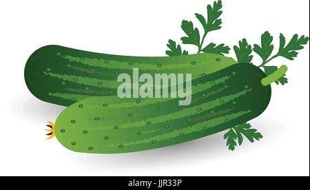 Concombre réaliste de persil isolés sur un fond blanc. Illustration de Vecteur