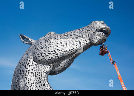 Après 3 ans, les Kelpies obtenir une inspection et nettoyage de l'équipe de vétérinaires équins 'metal'. Profil de l'un des chefs en progrès. Banque D'Images