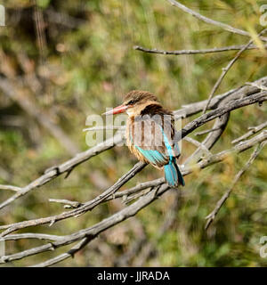Un Brown-hooded Kingfisher perché dans un arbre en Afrique australe Banque D'Images