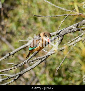 Un Brown-hooded Kingfisher perché dans un arbre en Afrique australe Banque D'Images