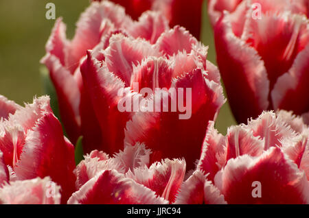 Tulip Canasta Banque D'Images