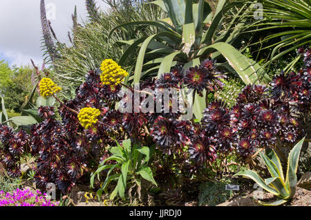 Aeonium arboreum Banque D'Images