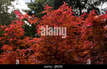 Acer palmatum Skeeter's Broom Banque D'Images