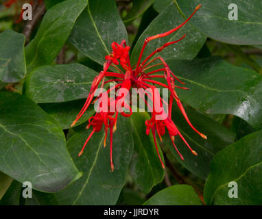 Embothrium coccineum Banque D'Images