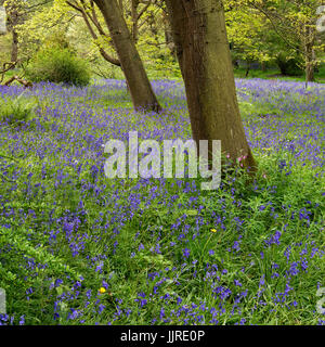 Bluebells à Perrow Thorp arboretum Banque D'Images