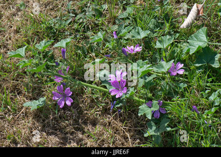 Fleurs violet mauve foncé avec des veines sur une forme prostrée de mauve commune, Malva sylvestris, Berkshire, juin Banque D'Images