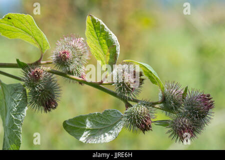 La bardane, Arctium minus moindre, fleurs de mourir et produisant des graines couvert de petits crochets velcro comme ce qui aide à la dispersion dans la fourrure des animaux, Jan Banque D'Images